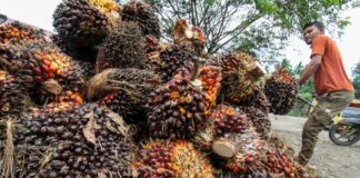 Harga TBS Kelapa Sawit di Riau Turun, Hanya 7 Perusahaan Jual CPO