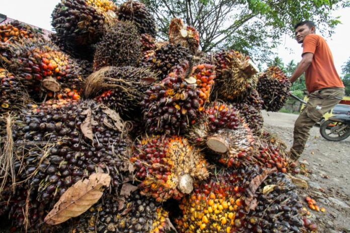 Harga TBS Kelapa Sawit di Riau Turun, Hanya 7 Perusahaan Jual CPO