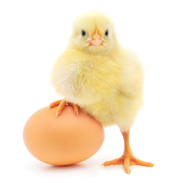 Ilustrasi ayam dan telur