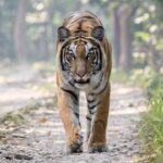 13 Orang Tewas Akibat Serangan Harimau di  Riau, Jikalahari Sebut Deforestasi Jadi Pemicu Utama