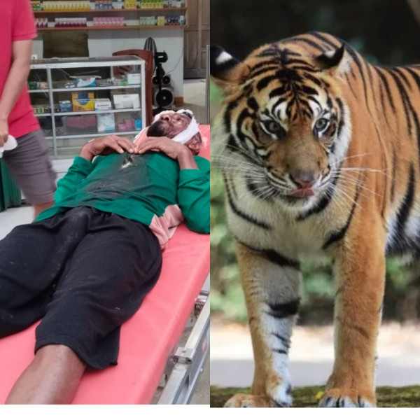 Pekerja PT Arara Abadi Diterkam Harimau Saat Tidur, Luka Parah di Kepala
