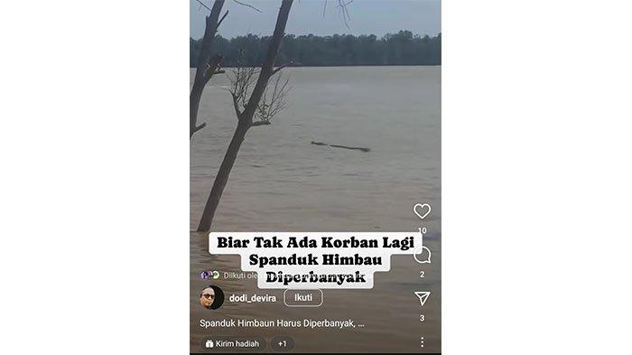 Setelah Insiden Tragis Nelayan, Buaya Muncul di Sungai Rokan Dekat Kantor Bupati Rohil