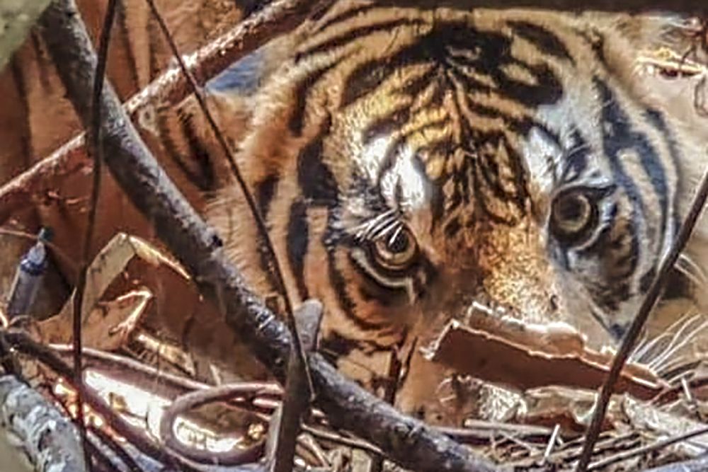 Viral Video Mengerikan Serangan Binatang Buas, BBKSDA Tegaskan Bukan Harimau!