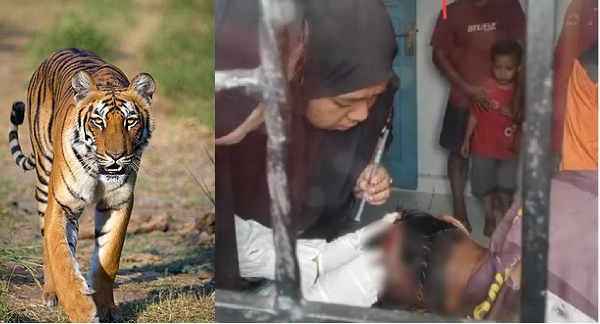 Penebang Kayu di Siak Diterkam Harimau Saat Makan Siang, Luka Parah di Kepala dan Leher