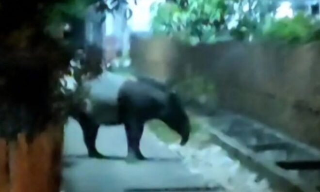 Jejak 17 Sentimeter di Bukit Timah Bikin Heboh, Dikira Harimau Ternyata Tapir