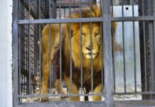 Nekat Demi TikTok, Pemuda di Pakistan Masuk Kandang Singa dan Nyaris Tewas