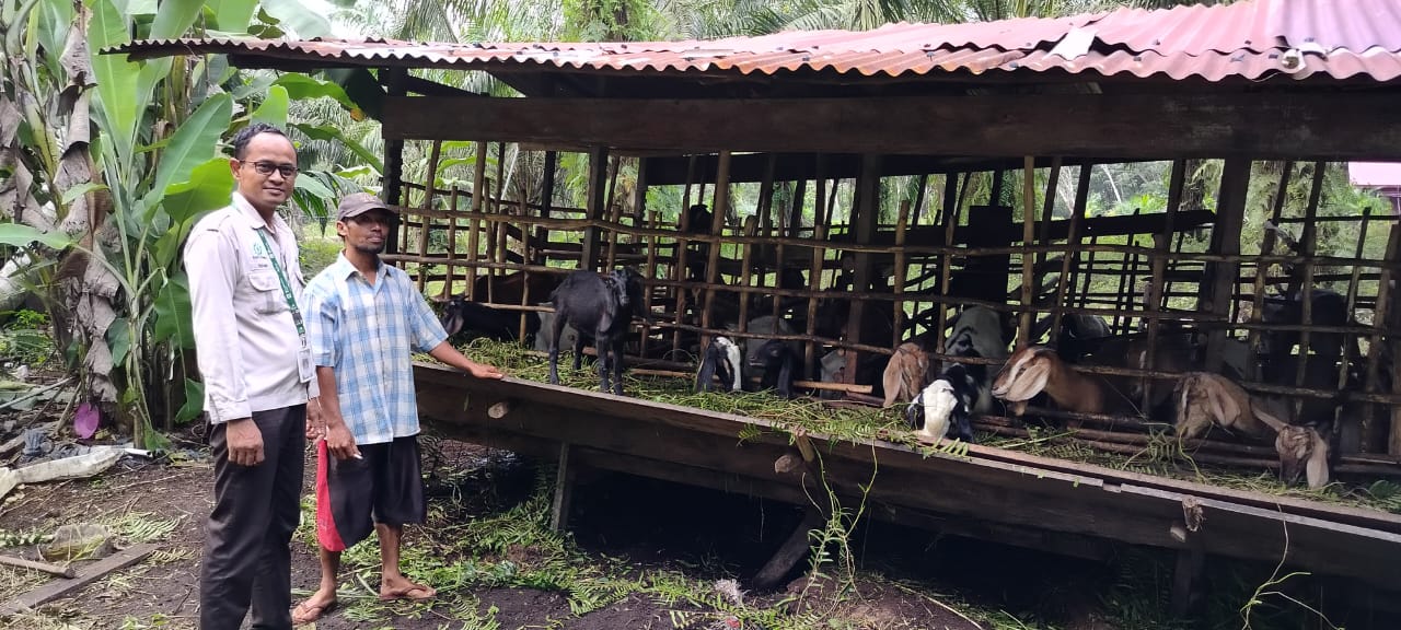 Apical Tegaskan Komitmen Pendampingan Kembangkan Budidaya Ternak di Dumai