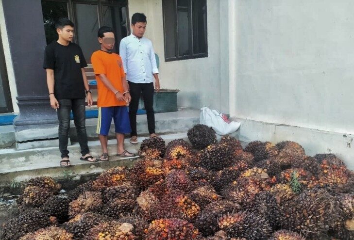 Gasak 400 Kg Sawit, Pencuri di Rohil Lompat ke Sungai Rokan untuk Kabur