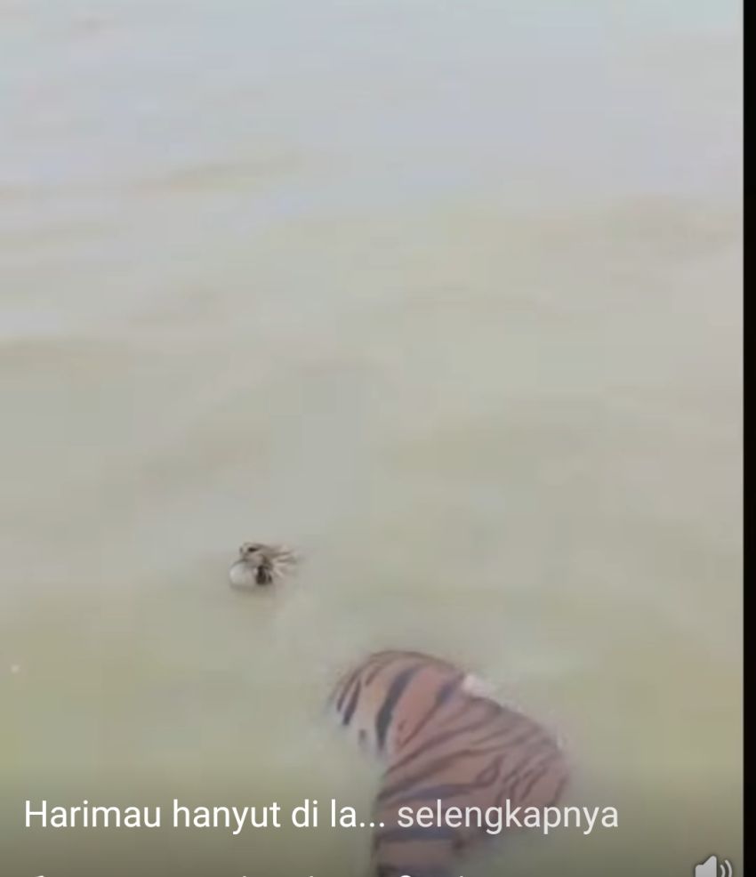 Harimau Berenang di Laut Bikin Geger, Ternyata Bukan di Dumai?