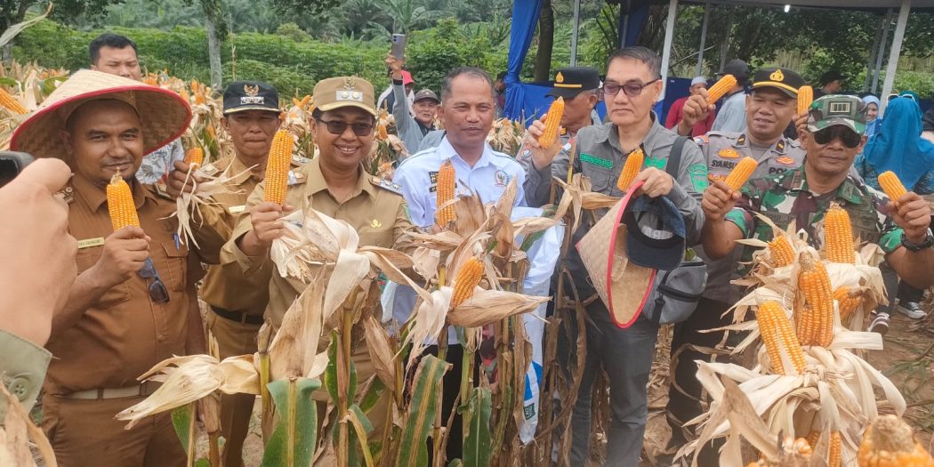 Wabup Rohil Panen Raya Perdana Jagung Pipil 6 Hektar di Balai Jaya
