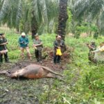 Sapi Warga Dayun Tewas Mengenaskan Diduga Diterkam Harimau