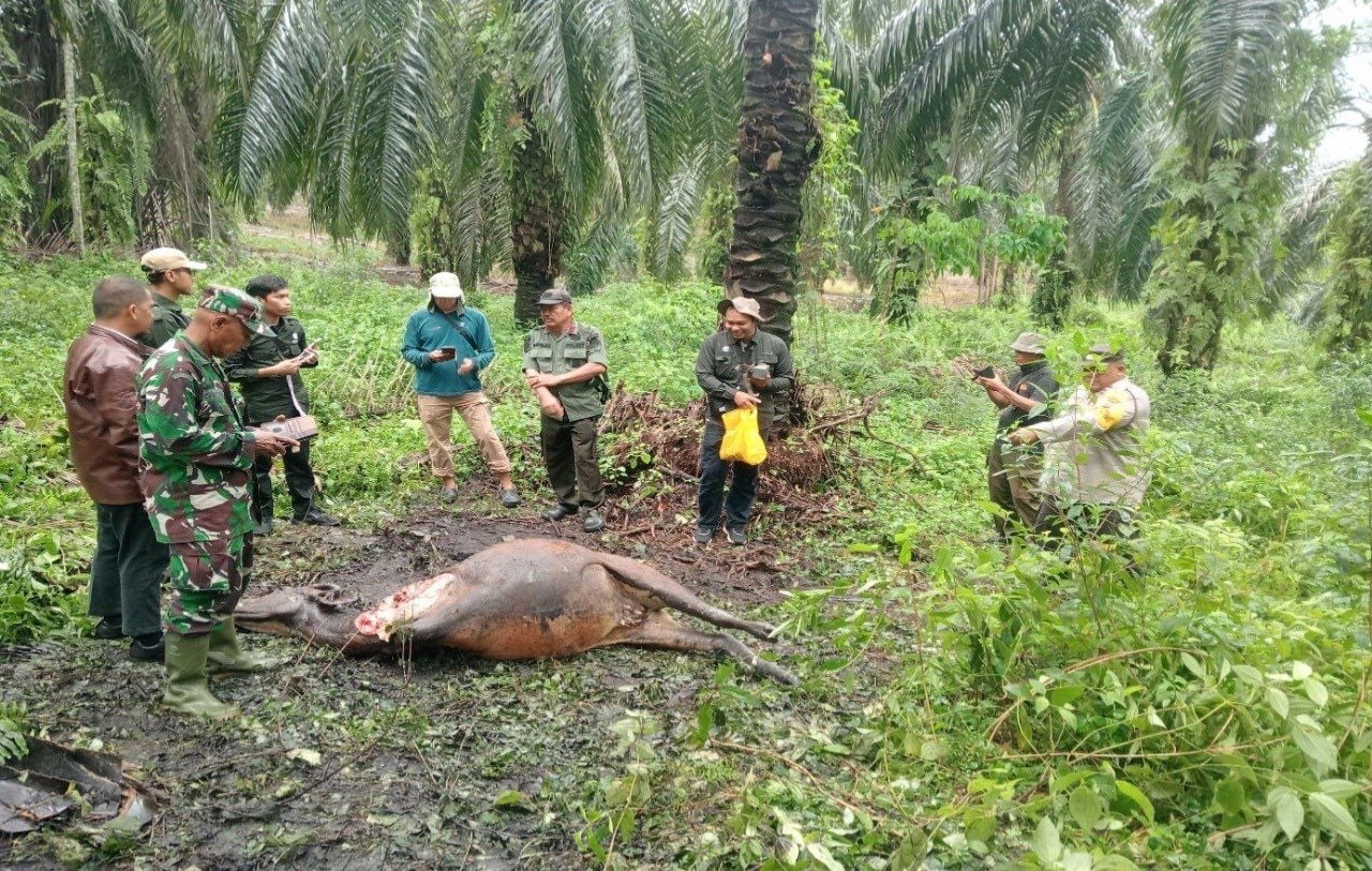 Sapi Warga Dayun Tewas Mengenaskan Diduga Diterkam Harimau