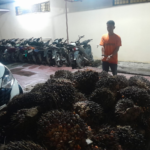 Polsek Tualang Tangkap Pencuri 2 Ton Sawit di PT AIP, Dua Pelaku Masih Diburu
