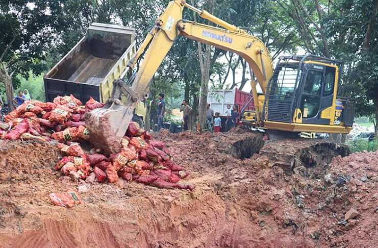 20,7 Ton Bawang Ilegal Dimusnahkan di Pelalawan