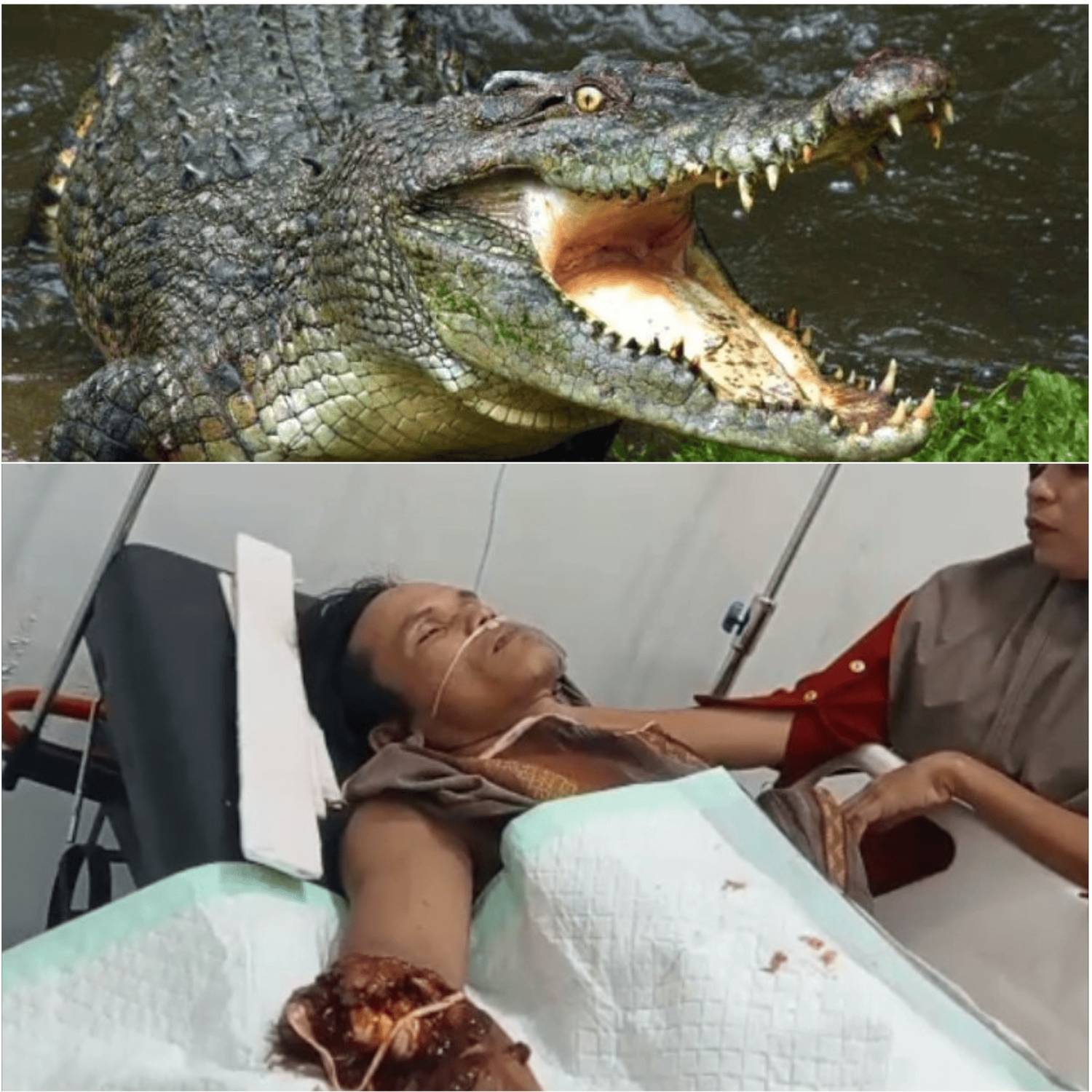 Warga Rohil Diterkam Buaya