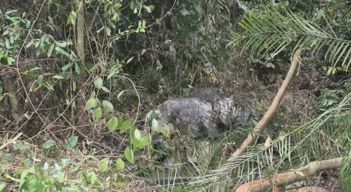 Bangkai gajah Sumatera ditemukan di kawasan hutan Kecamatan Ukui, Kabupaten Pelalawan, Riau. Polisi memastikan satwa dilindungi tersebut mati tidak wajar dengan dugaan kuat akibat luka tembak dan gading yang hilang.