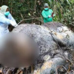 Petugas melakukan pemeriksaan terhadap bangkai gajah sumatera yang ditemukan di kawasan hutan Kabupaten Pelalawan. Polisi menduga satwa dilindungi tersebut menjadi korban perburuan liar yang menargetkan gadingnya.
