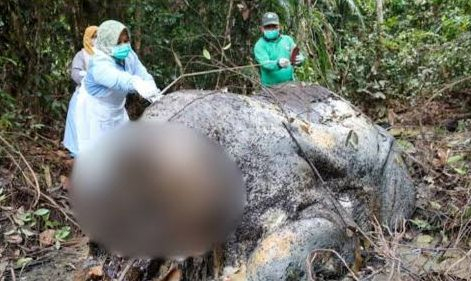 Petugas melakukan pemeriksaan terhadap bangkai gajah sumatera yang ditemukan di kawasan hutan Kabupaten Pelalawan. Polisi menduga satwa dilindungi tersebut menjadi korban perburuan liar yang menargetkan gadingnya.