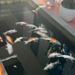 Black Out di Pekanbaru, 29 Ikan Koi Milik Wali Kota Agung Nugroho Mati