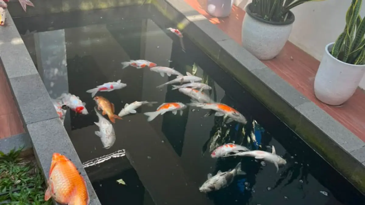 Black Out di Pekanbaru, 29 Ikan Koi Milik Wali Kota Agung Nugroho Mati