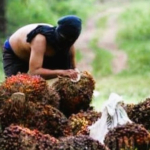 Curi Sawit, Petani di Dumai Ditangkap Polisi