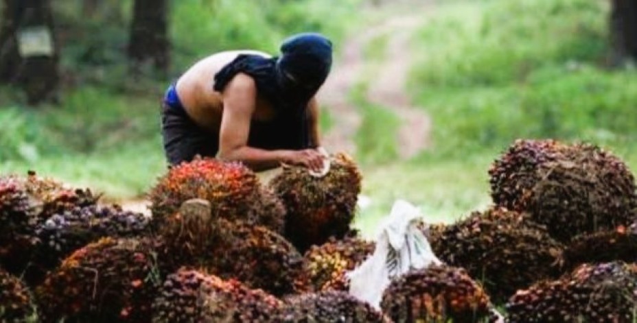Curi Sawit, Petani di Dumai Ditangkap Polisi